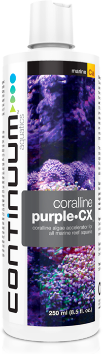 Corallin Purple•CX